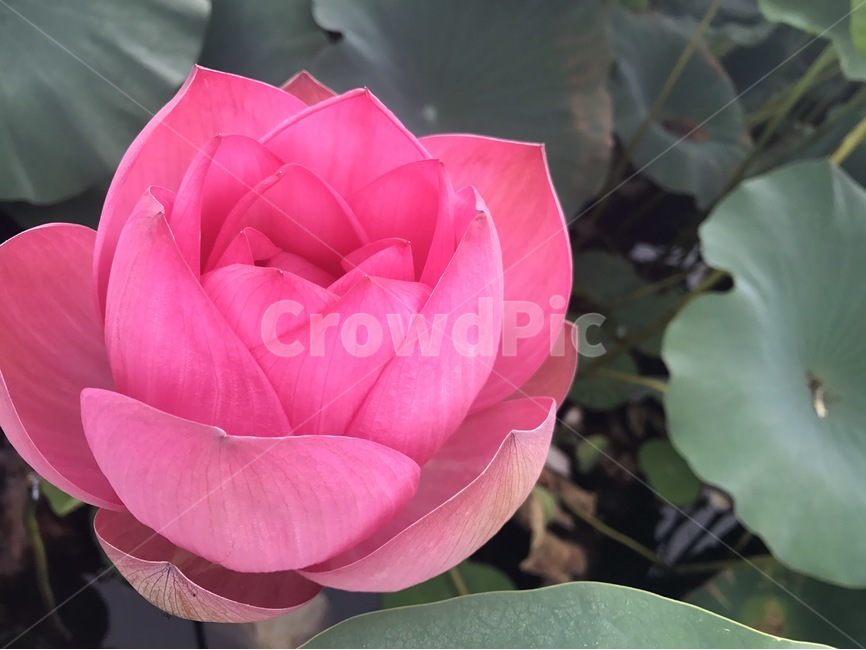 식물,plant,꽃,flower,연꽃,lotus,식물,자연,plants,nature,꽃,flower