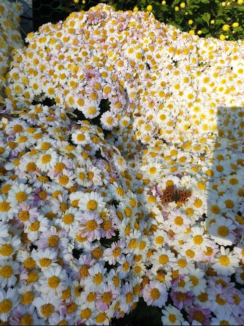 honeybee,꿀벌,곤충,빨간색,red,붉은색,plant,식물,나비,호랑나비,흰색,식물,자연,plants,nature,꽃,flower