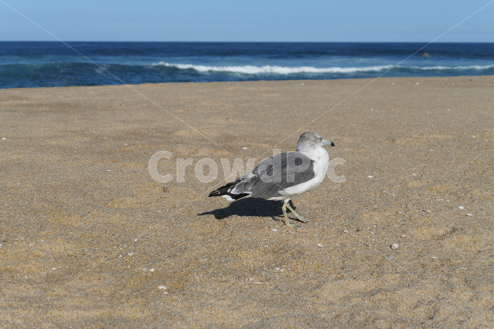 animal,동물,bird,새,seagull,갈매기,sea,sky,하늘,물,water,해안선,바다,자연,nature,옥외,ocean,해변,바다,beach,sea,동물,animal,조류,새,birds