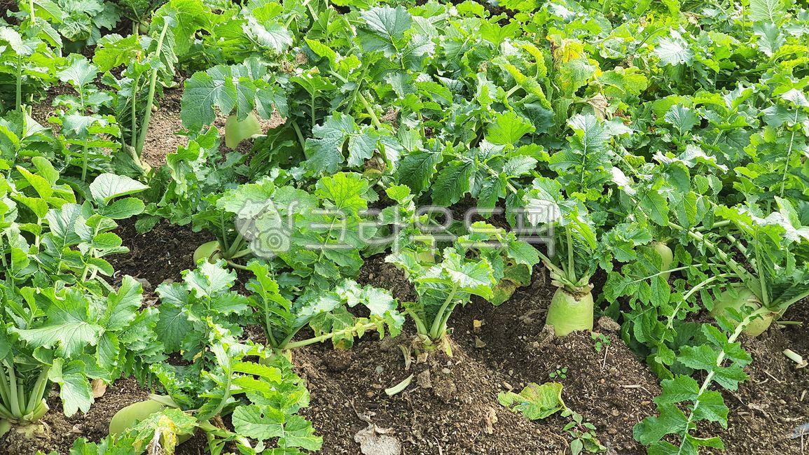 무,무우,무밭,무우밭,식재료,식물,야채,채소,cook,meal,dishes,foodreserves,plant,vegetables,weekendfarm,farm,radish