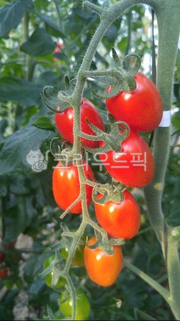 Red,Cherry tomato,swarm,tomato,Jujube Tomato