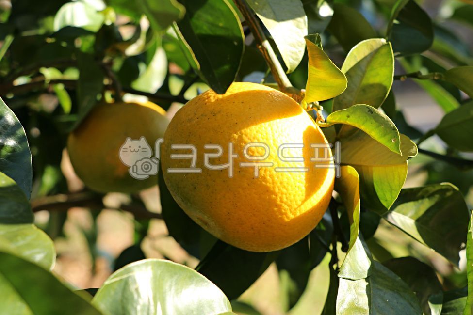 하귤, 제주도하귤, 귤, watsonpomelo, 감귤류과일, 사진,이미지,일러스트,캘리그라피 - phototo73작가