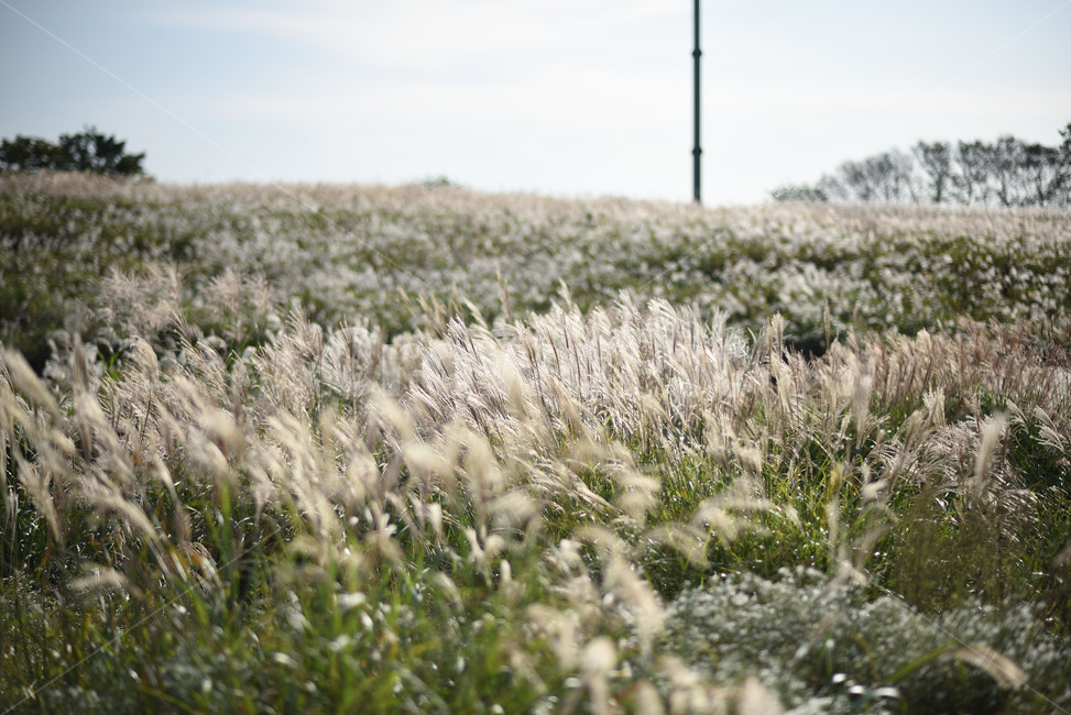 억새,식물,자연,풍경,갈대,가을,계절,fall,autumn,season,자연,풍경,nature,landscape,grass,잔디,plant