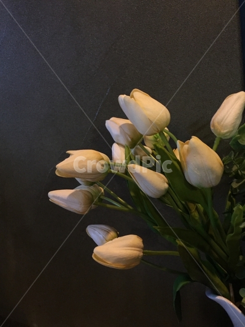 꽃,감성,겨울,흑백,꽃말,식물,자연,plants,nature,꽃,flower,실내용화초,화분,화초,house plant,인테리어,실내디자인,interior design