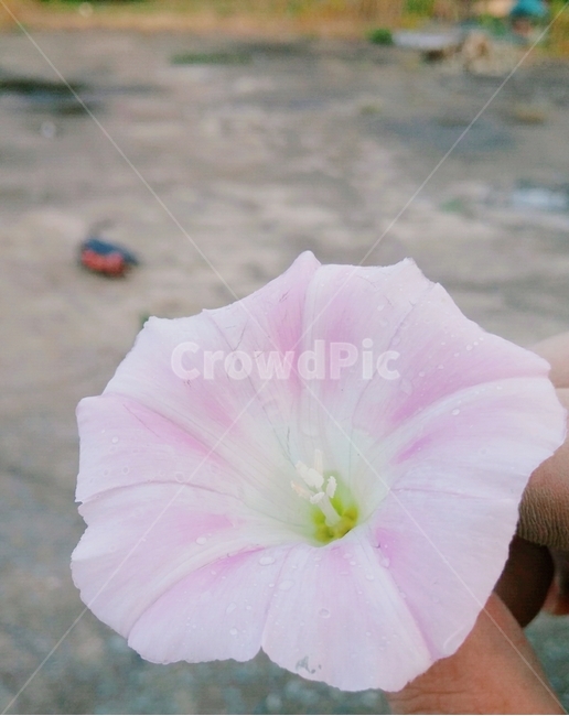 꽃,물방울,분홍색,연보라색,꽃잎