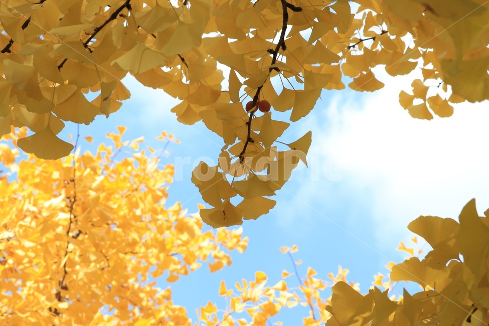 가을,낙엽,autumn,fall,leaves,fallenleaves,가을,계절,fall,autumn,season,식물,자연,plants,nature,plant,leaf,잎