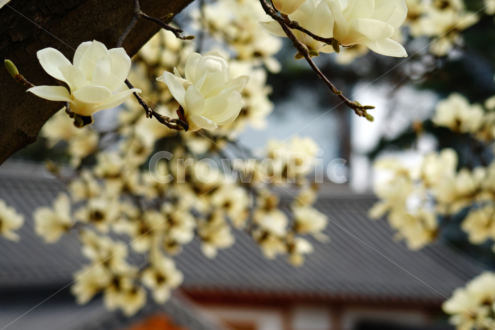 목련,봄꽃,한국자연,꽃,꽃사진,플라워,flower,봄,spring,식물,plants,자연,nature,풍경,landscape,계절,season,snap,스냅,접사,macro,closeup,클로즈업,감성사진,감성,힐링,healing,느낌,feel,feeling,꽃밭,화단,나무,나뭇가지,tree,꽃봉오리,4월,April,목련꽃,한옥,봄,계절,spring,season,식물,자연,plants,nature,꽃,flower,plant
