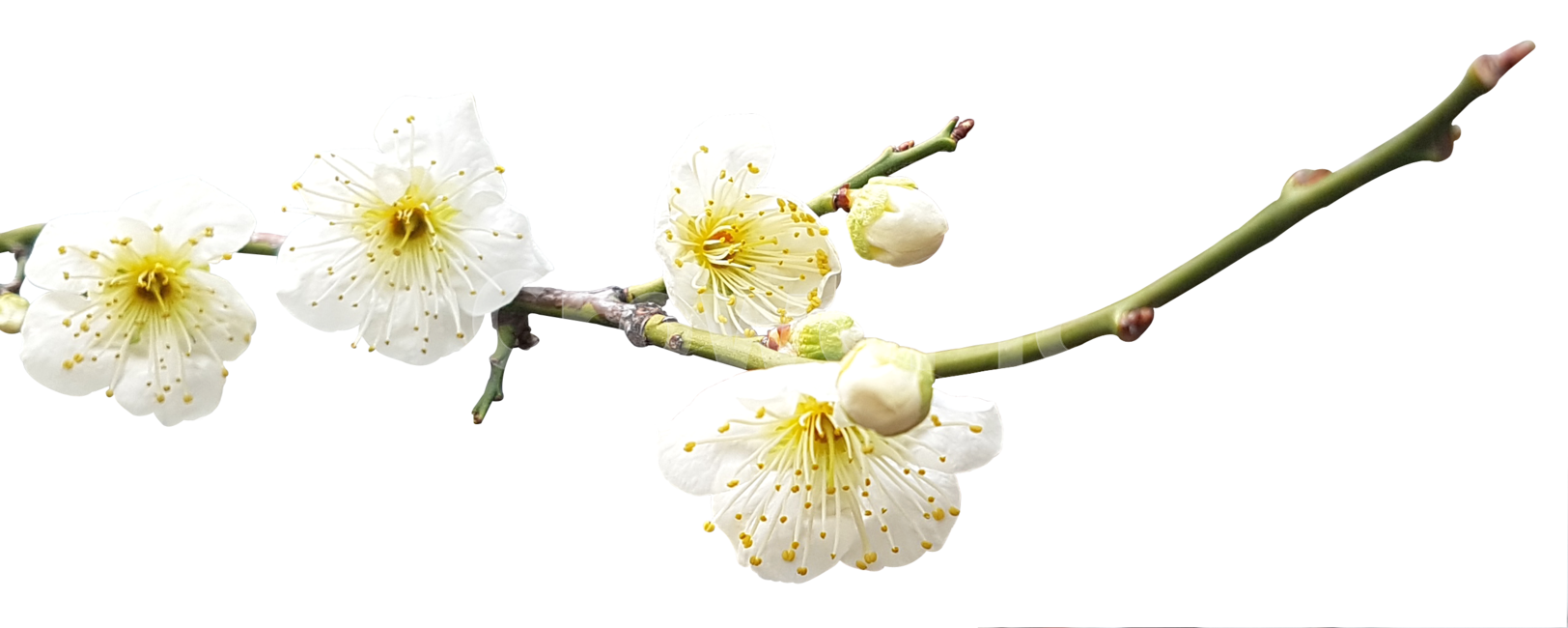 매화꽃,청매화,plumblossom,꽃가지,누끼,png,blossom,꽃,봄꽃