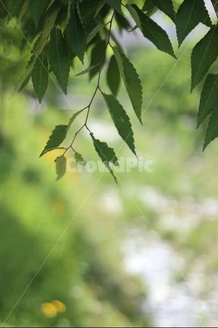 아침,빛,햇살,맑음,풍경,잎,식물,자연,plants,nature
