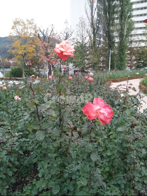 장미,rose,redrose,붉은장미,roses,꽃,장미꽃,rosebeds,가을