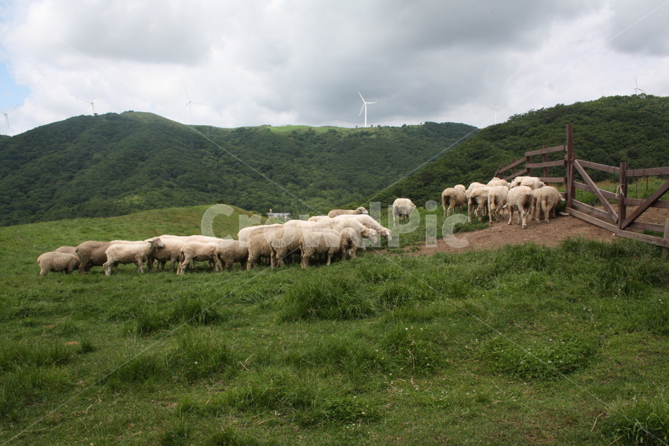 sheep,양,양때목장,숲,식물,잔디,갈대,목장,tree,나무