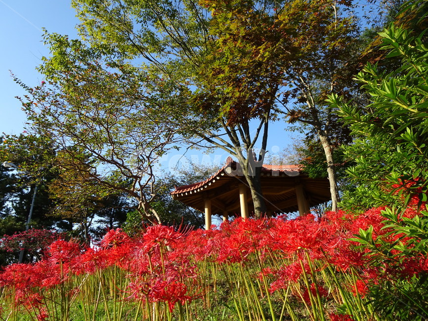꽃,꽃무릇,상사화,산,봉대산,백일홍,빨강,분홍,자연,풍경,nature,landscape,식물,plants,꽃,flower