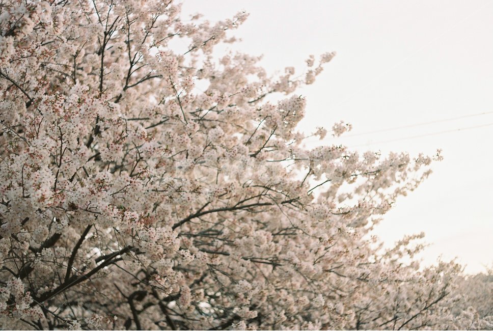 봄,꽃,벚꽃,floer,spring,cherryblossom,필름,필름사진,필름카메라,film,filmcamera,filmphto,봄,계절,spring,season,식물,자연,plants,nature,꽃,flower,감성,sensible,feeling,plant,blossom