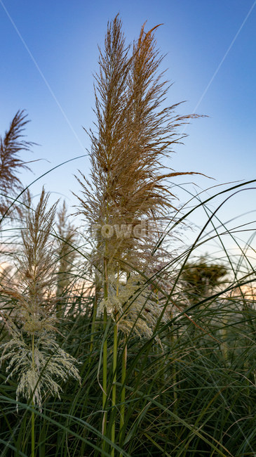 식물,풀,갈대,자연,풍경,식물,자연,plants,nature