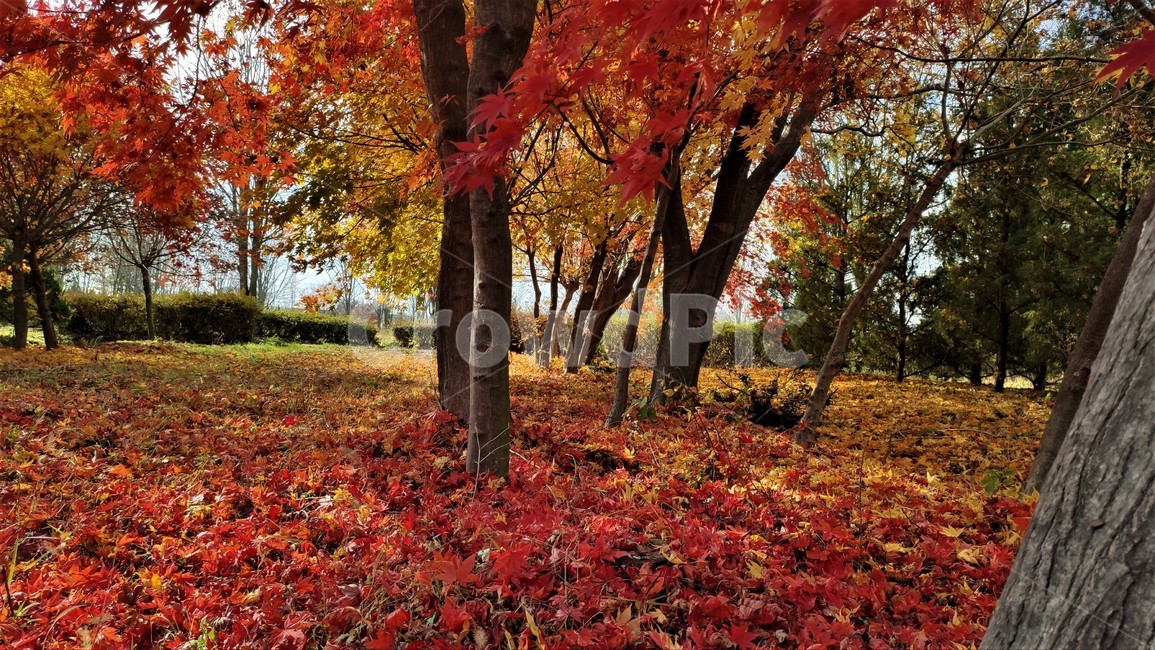 가을,엽록소,mapie,leaf,잎,plant,식물,tree,나무,maple,단풍,가을,계절,fall,autumn,season,식물,자연,plants,nature,나무,trees,wood