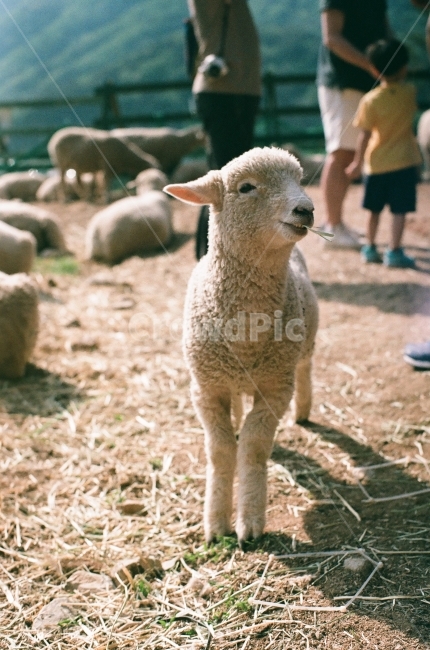 양,순한양,아기양,양떼,목장,필름,동물,animal,포유류,mammal,산업,industry,industrial,목축업,목장,livestock farming,ranching,pasture