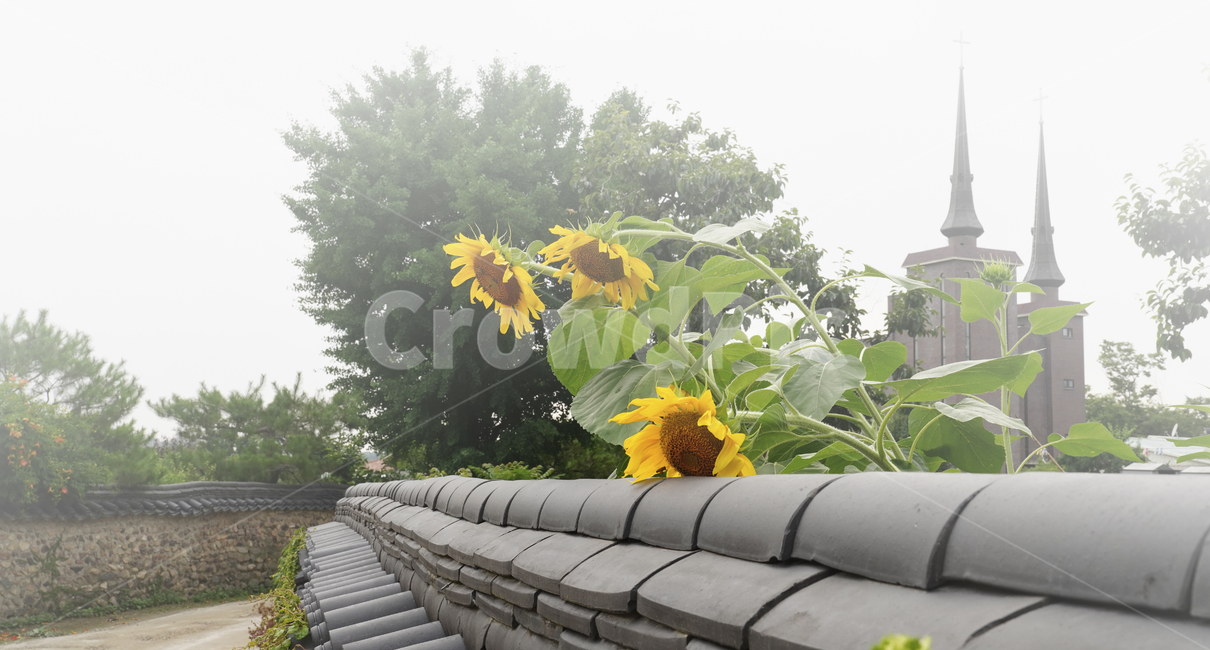 자연,풍경,식물,꽃,해바라기,담장,슬로시티,창평슬로시티,골목,골목길,시골길,안개,교회,교회탑,돌담,돌담길,계절,여름