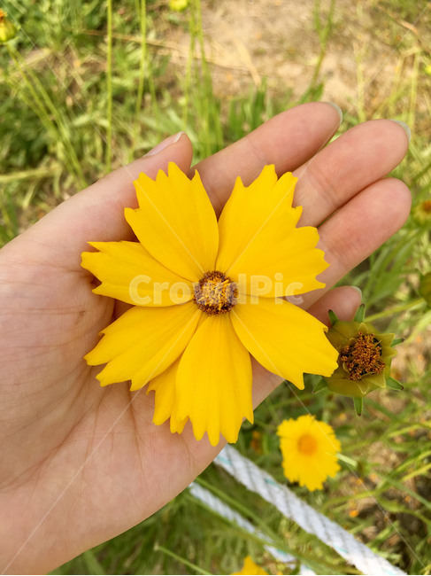 꽃,손,자연,야생화,노란색,식물,flower,hand,nature,wildflower,yellow,plant,식물,자연,plants,nature,꽃,flower,사람,인물,인간,human,person,신체일부,몸,body