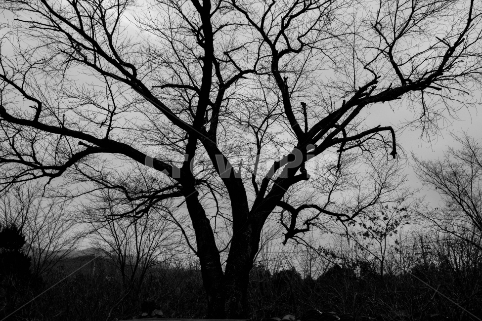 겨울,나무,자연,실루엣,흑백,감성,모노크롬,겨울,계절,winter,season,식물,자연,plants,nature,나무,trees,wood,흑백,모노톤,monochrome,black and white