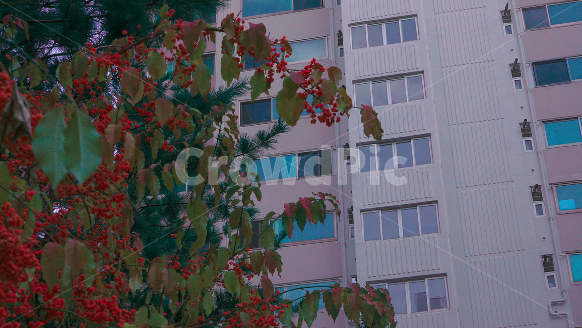 열매,아파트,가을,꽃,도시,식물,자연,plants,nature,과일,열매,fruit,건축물,건물외관,exterior,building,structure,architecture,construction
