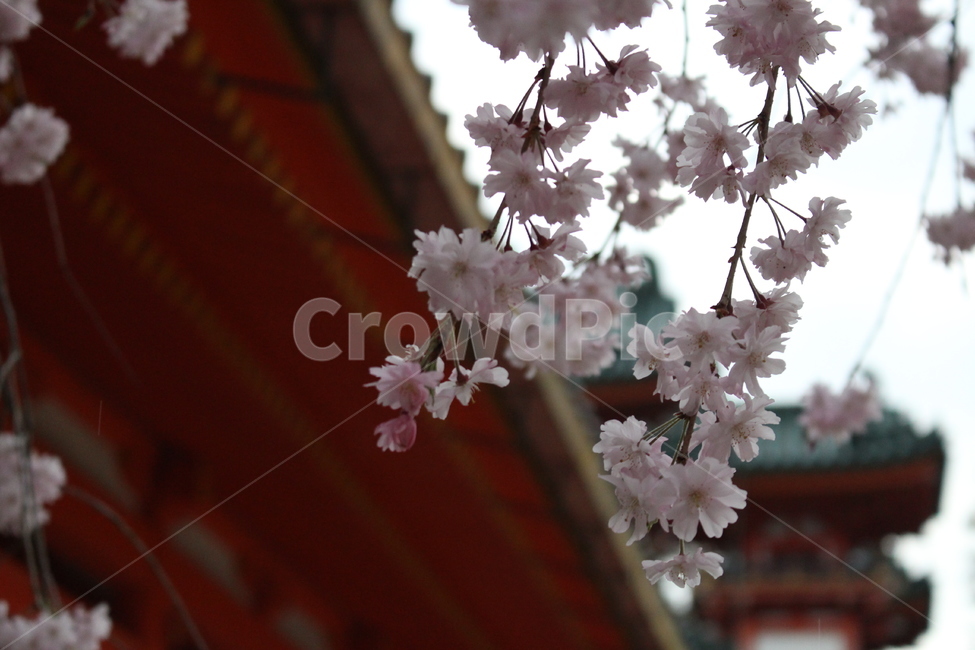plant,식물,flower,blossom,꽃,벚꽃,꽃과지붕,조화