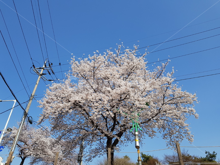 봄,벚꽃,낭만,힐링,꽃