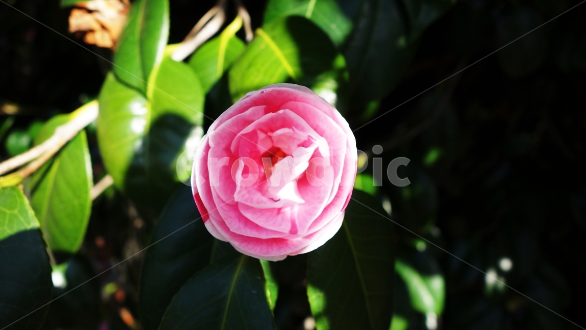 동백꽃,분홍꽃,식물,자연,flower,식물,자연,plants,nature,꽃,flower