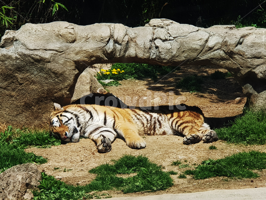 호랑이,낮잠,동물원,동물,tiger,줄무늬,사파리,전주동물원,sleep,nap,동물,animal,포유류,mammal