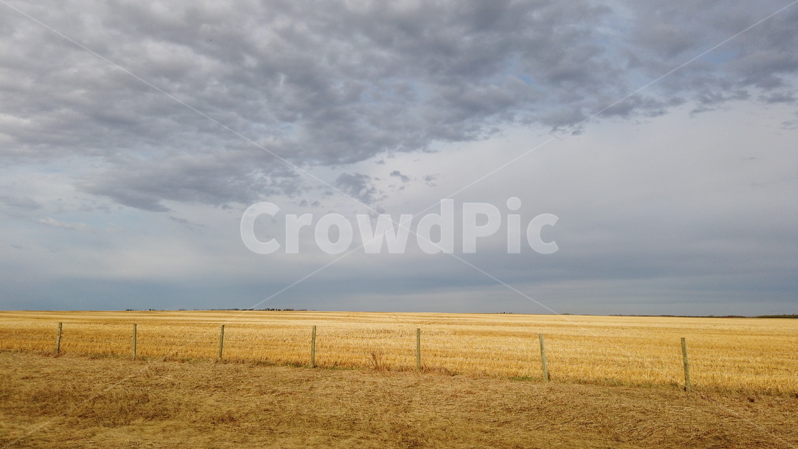 밭,필드,캐나다,하늘,알버타,alberta,canada,sky,field