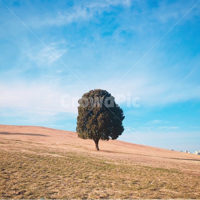 풍경,나무,날씨,하늘,감성,식물,자연,plants,nature,나무,trees,wood