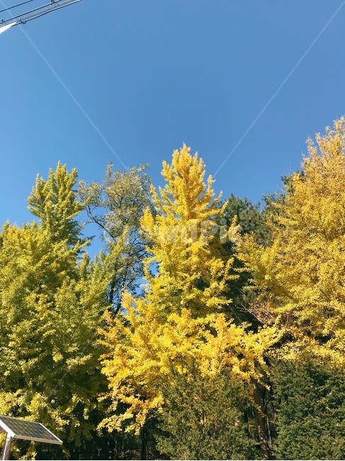 은행나무,하늘,가을,계절,nature,fall,autumn,나무,season,파란,sky,가을,계절,fall,autumn,season,tree,plant,식물
