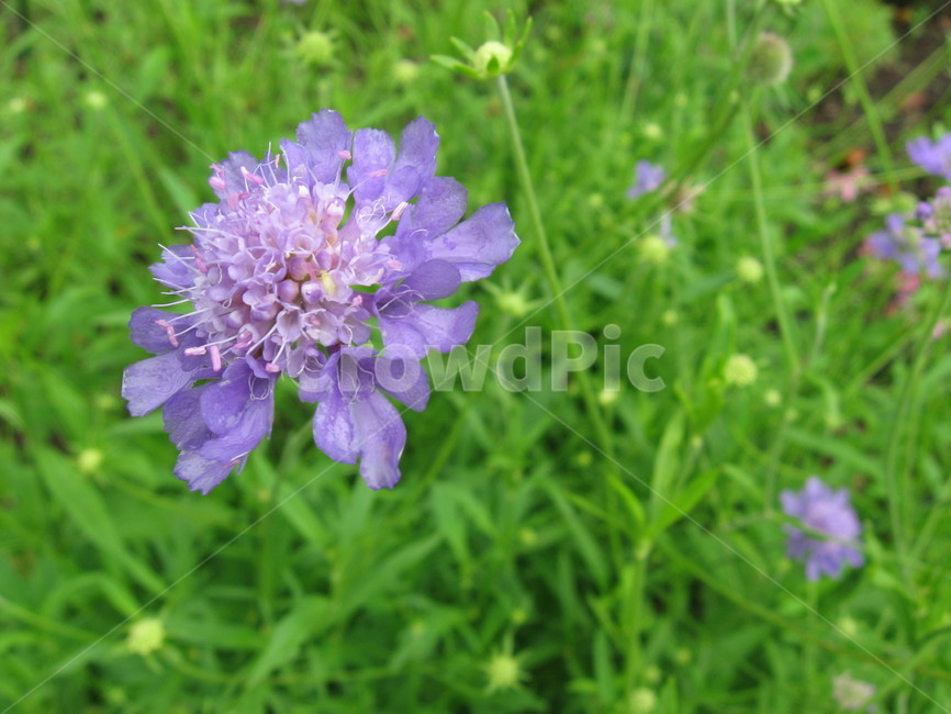 꽃,수레국화,보라빛,초록,여름,식물,자연,plants,nature,꽃,flower