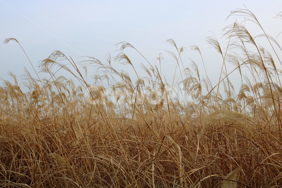 억새,풀,억새풀,식물,벼과,벼과식물,자연,풍경,두영,겨울,식물,자연,plants,nature