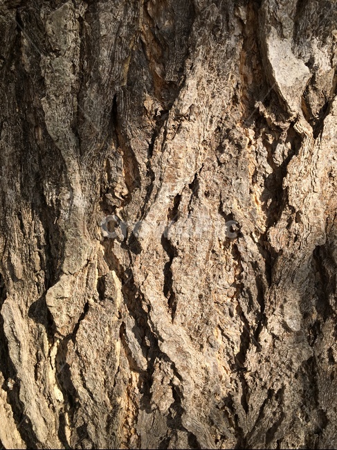 treetrunk,나무줄기,tree,나무,plant,식물,은행나무