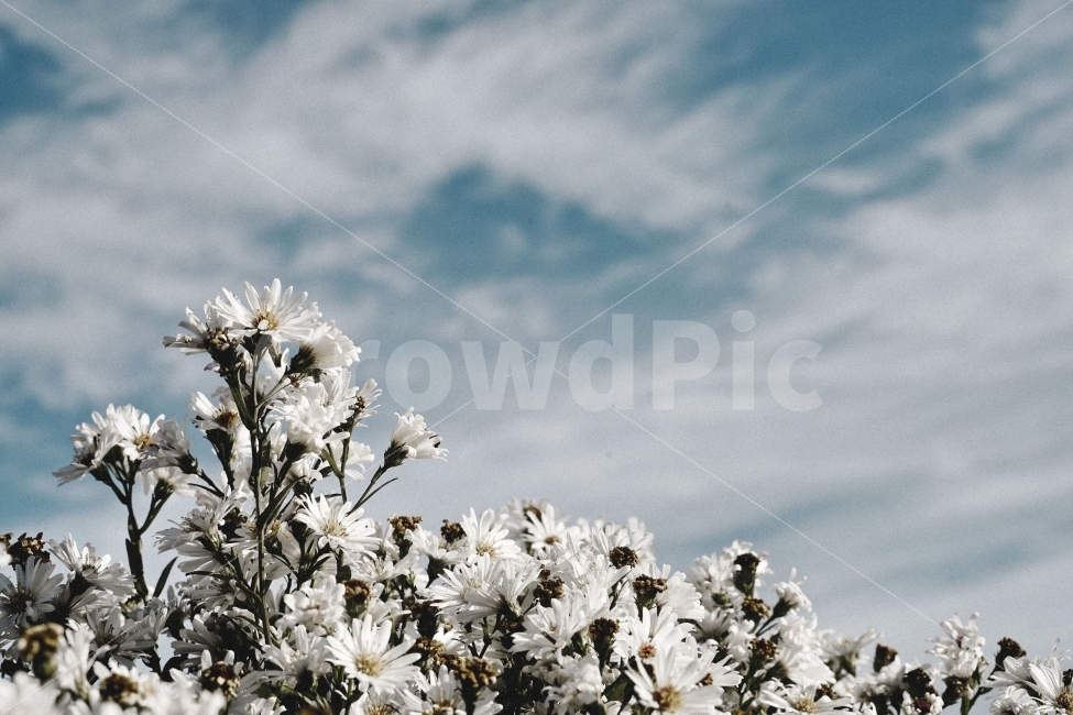 가을,하늘,데이지,꽃,감성,자연,풍경,nature,landscape,식물,plants,꽃,flower,감성,sensible,feeling,plant,blossom