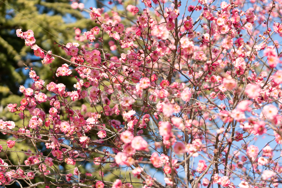 봄,매화,홍매화,나무,꽃,봄꽃,봄,계절,spring,season,식물,자연,plants,nature,꽃,flower,plant,blossom