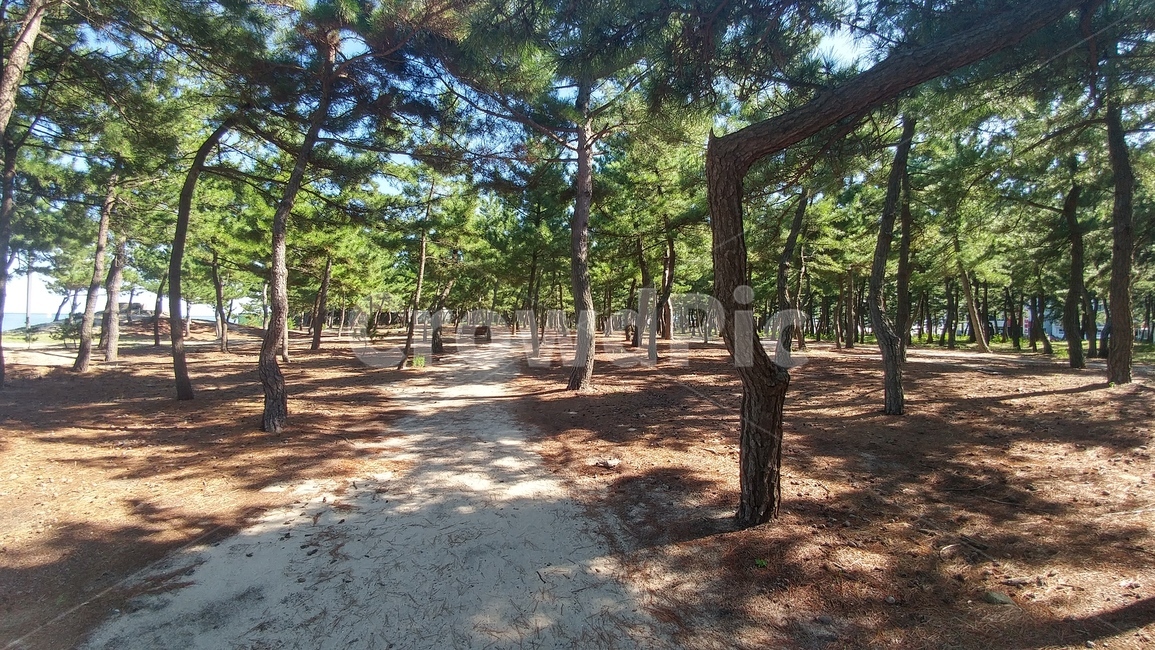 강릉,바다,해변,산책,산책길,숲길,해변가,백사장,자연,풍경,nature,landscape,tree,나무,plant,식물,tree trunk,나무 줄기,ground,바닥