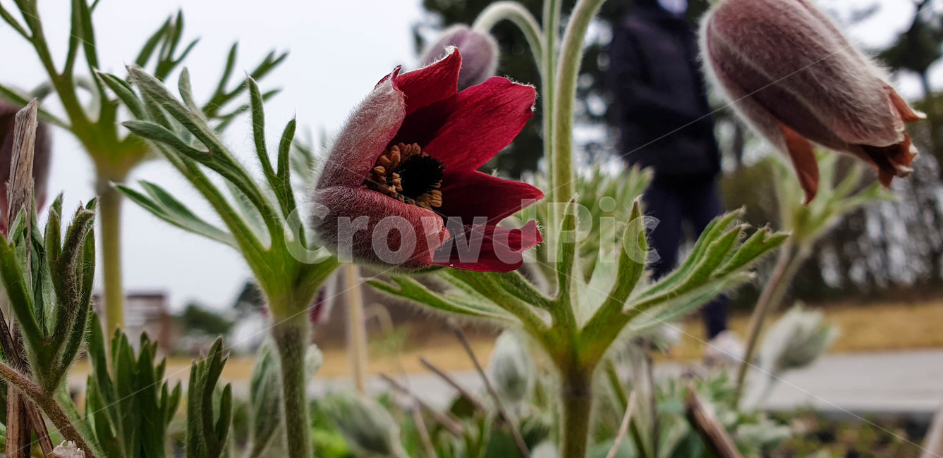 할미꽃,빨간색꽃,식물,flower,blossom,plant,꽃,봄꽃