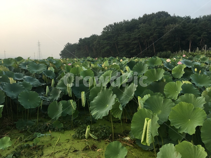 식물,연꽃,아름다움,꽃,시골,식물,자연,plants,nature