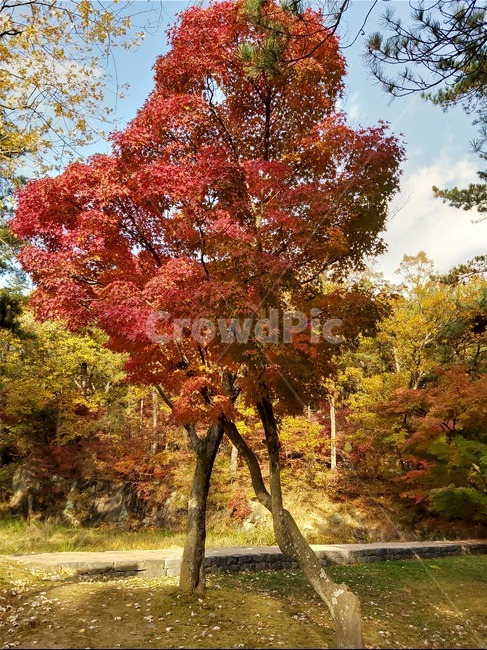 나무,단풍,단풍나무,가을,부소산,tree,maple,가을,계절,fall,autumn,season,식물,자연,plants,nature,나무,trees,wood
