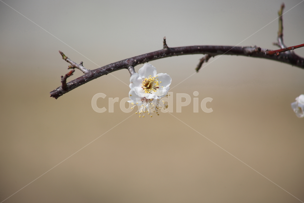 매화,꽃,japaneseapricot,prunusmume,봄,봄,계절,spring,season,식물,자연,plants,nature,꽃,flower,plant