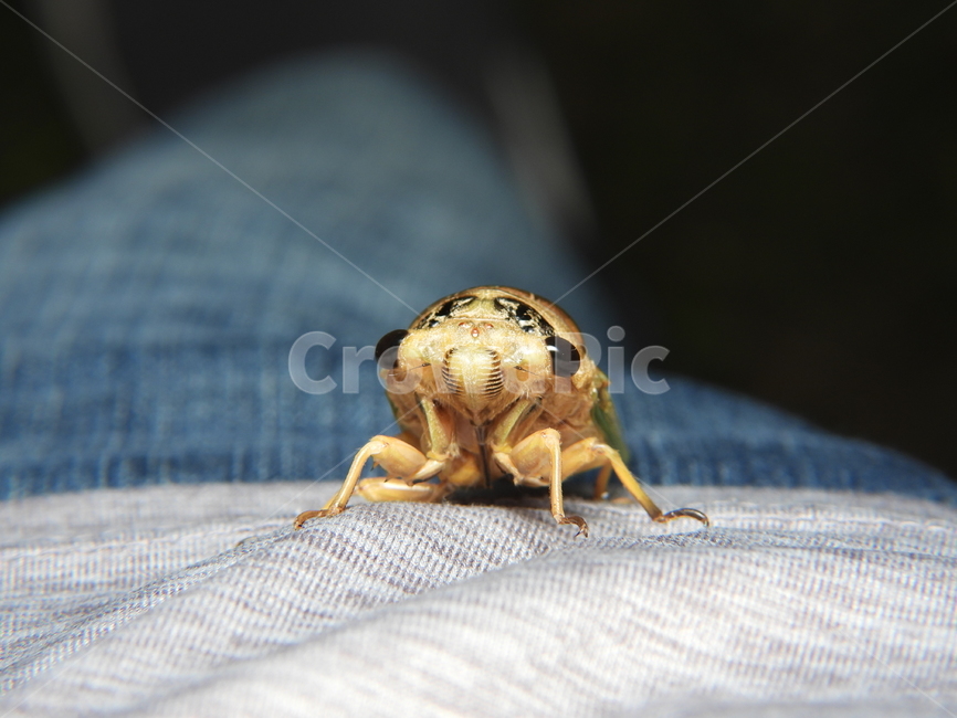 매미,곤충,동물,벌레,자연,곤충,벌레,insect,bug