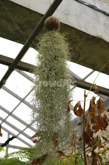 탈란드시아,수염탈란드시아,식물,열대식물,자연,식물원,식물,자연,plants,nature,실내용화초,화분,화초,house plant