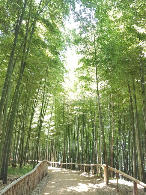 숲,산,대나무,초록,산길,힐링,자연,나무