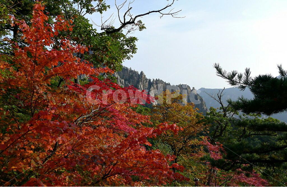 설악산,신선대,가을,단풍,만물상,가을,계절,fall,autumn,season,자연,풍경,nature,landscape,한국자연풍경,한국자연경관,korea nature landscape,tree,나무,plant,식물,leaf,잎