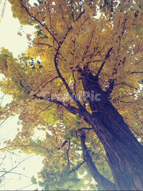 은행나무,10월,낙엽,자연,황금빛,식물,자연,plants,nature,나무,trees,wood