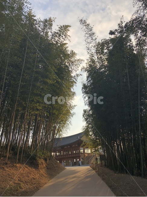 자연,대나무,힐링,배경,배경화면,아침