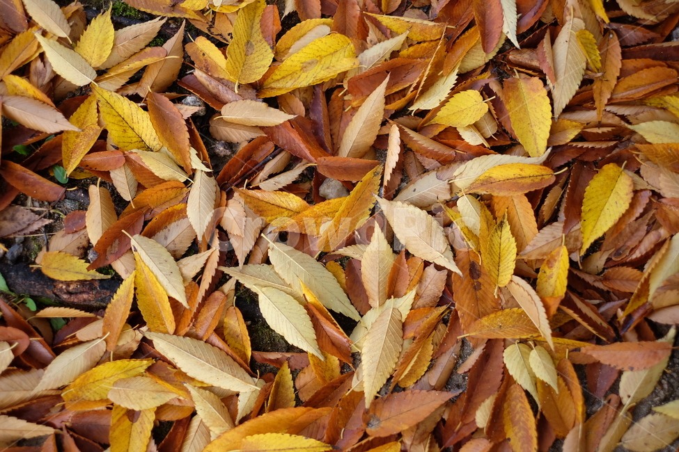 가을,낙엽,식물,잎,leaf,plant,단풍,가을,계절,fall,autumn,season