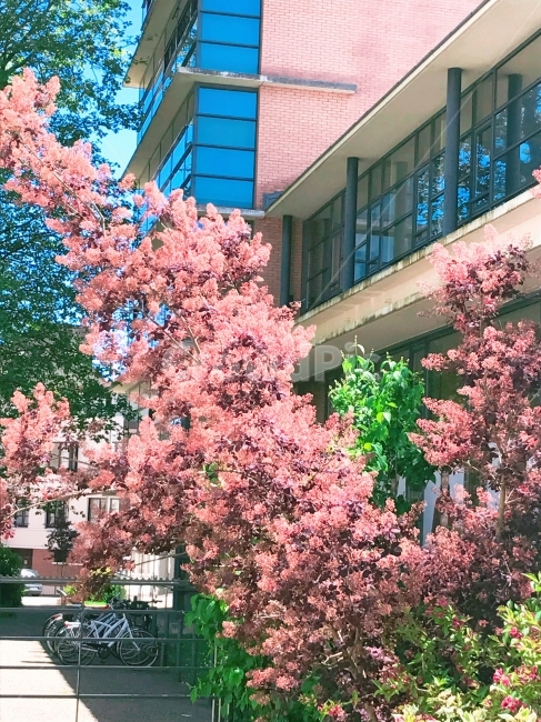 프랑스,낭만,풍경,비시,까빌람,꽃,flower,건축물,건물외관,exterior,building,structure,architecture,construction