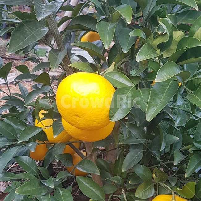 제주,제주도,귤,귤나무,나뭇잎,과일,열매,fruit